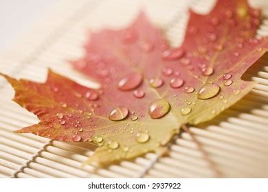 Sugar Maple Leaf Fall Color Sprinkled Stock Photo 2937922 | Shutterstock