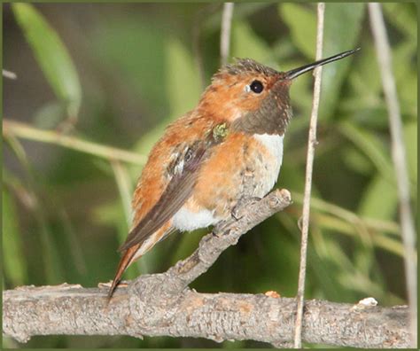 Rufous Hummingbird Migration Facts – Grateful Gnome