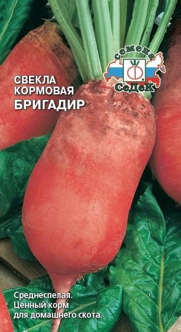 Кормовая свекла: выращивание, сорта