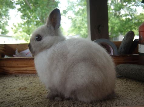 information  ashjpg  american rabbit breeders assocation