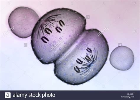 Mitosis Anaphase High Resolution Stock Photography and Images - Alamy