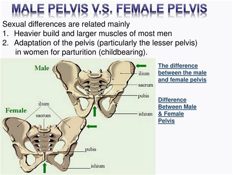 PPT - PELVIS PowerPoint Presentation, free download - ID:1090846