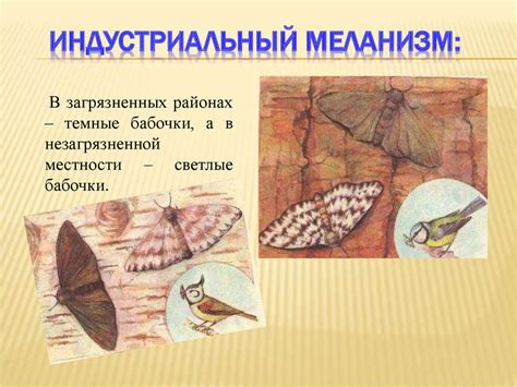 Борьба за существование. Естественный отбор и его формы. 9 класс ...
