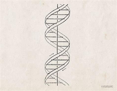 The structure of DNA