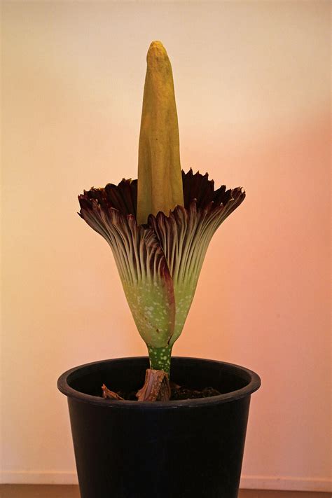 Amorphophallus titanum AKA corpse flower bloom – Public Land Store