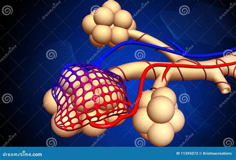 Alveoli Cartoon Vector | CartoonDealer.com #15635581