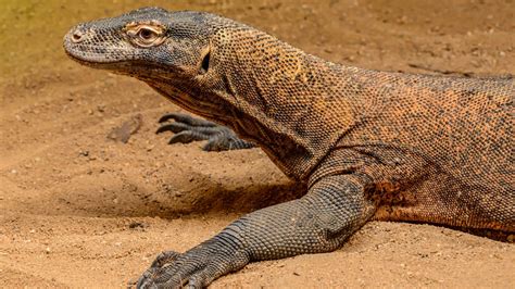 komodo dragon fact sheet blog nature pbs