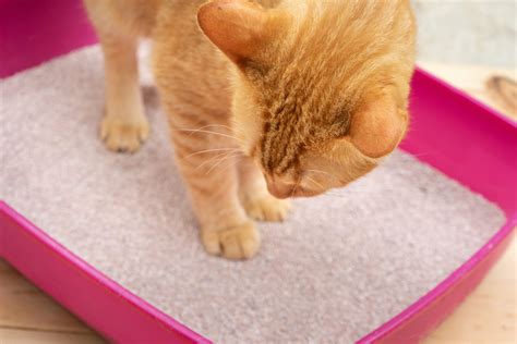 idiopathic cystitis in cats 8