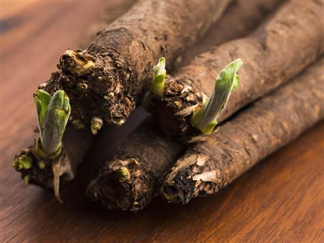 salsify    victorian root vegetable  making