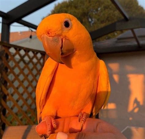 𝙨 𝙤 𝙛 𝙩 𝙡 𝙖 𝙧 𝙖 - | Parrot, Cuddly animals, Bird mom