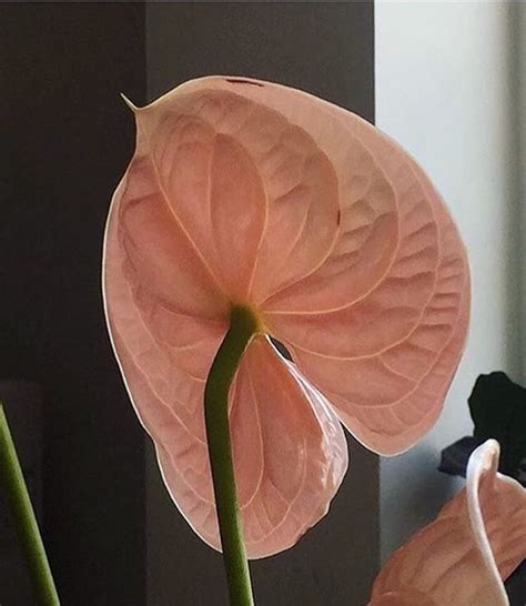 HOME | fleurette | Beautiful flowers, Pretty flowers, Planting flowers