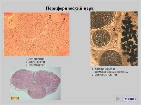 Периферический нерв - презентация онлайн