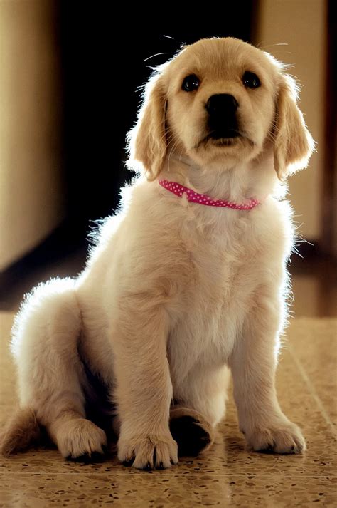 200+ of the Best Golden Retriever Names | Labrottie.com