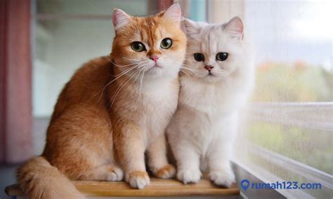 mengurus anak kucing panduan lengkap  pemilik  anabulpedia
