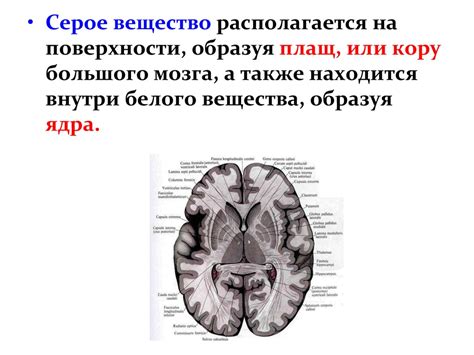 Конечный мозг - презентация онлайн