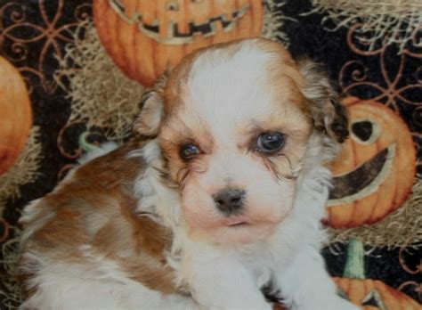 Havanese Puppies For Sale - Happy Trails Havanese