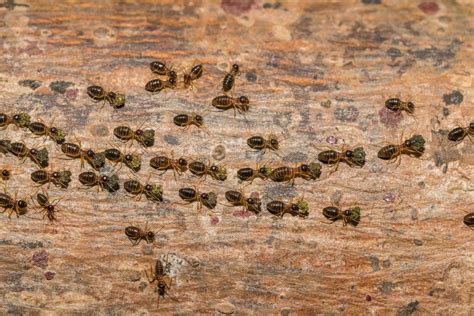 Ants on a tree 1520563 Stock Photo at Vecteezy