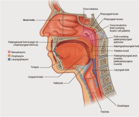 pharyngeal isthmus - بحث Google‏ Human Heart Drawing, Human Anatomy ...