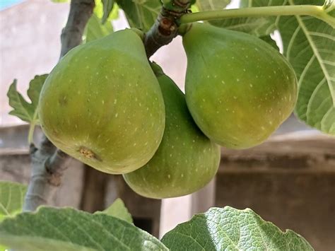 figues fruit photo gratuite sur pixabay pixabay