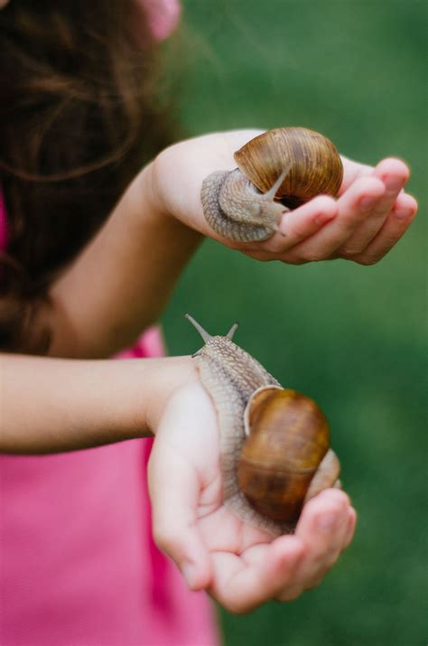 What Do Garden Snails Eat | iphentermine