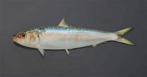 Round sardinella (Sardinella aurita) | adriaticnature