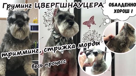 Груминг цвергшнауцера: тримминг, стрижка морды, весь процесс. №1. Уроки ...