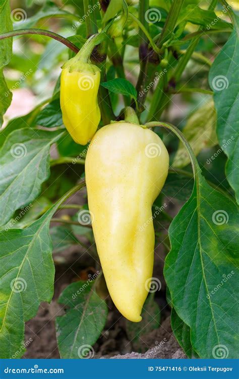Yellow Peppers Growing in the Garden Stock Photo - Image of agriculture ...