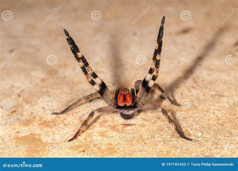 Brazilian Wandering Spider - Danger Poisonous Phoneutria Ctenidae Stock ...