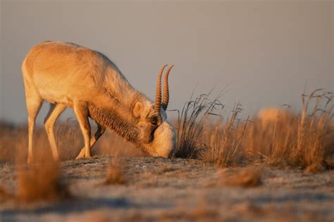 Premium Photo | Saiga antelope or saiga tatarica drinks in steppe near ...