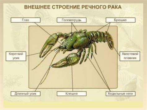 Річковий рак - презентація з біології