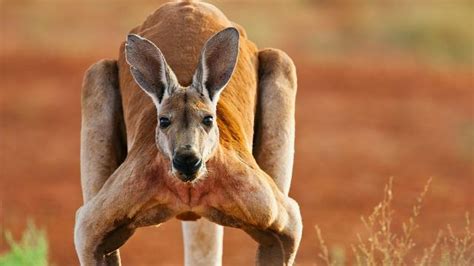 Viral Video of 'Jacked' Kangaroo Inspires Viewers to Change Up Their ...