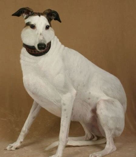 Overweight Italian Greyhounds: Managing Obesity and Fat