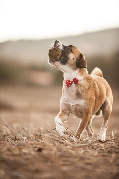 Premium Photo | Puppy playing