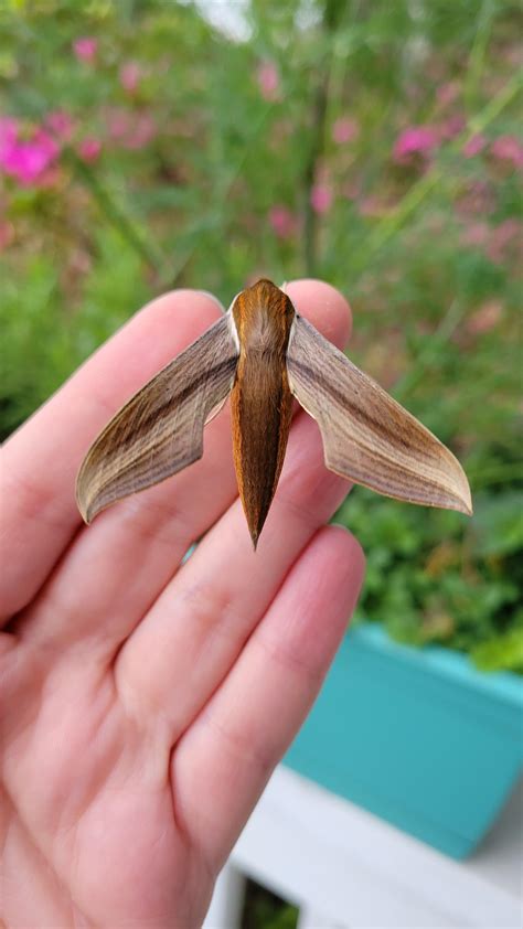 My tersa sphinx moth emerged after 5 months of overwintering! Zone 8b