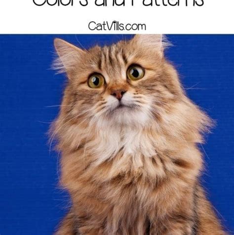 4 Striking Siberian Cat Colors & Patterns (With Pictures)