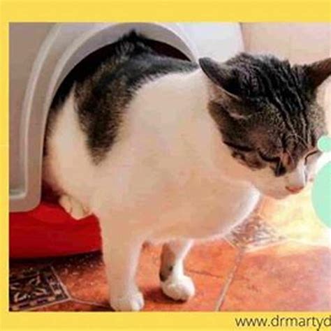 How do you make a constipated cat poop? - DIY Seattle