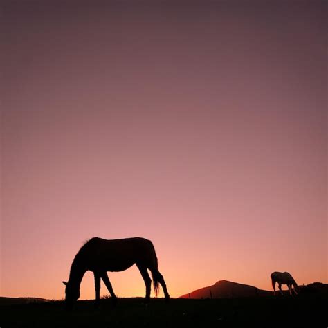 Premium Photo | Horse silhouette in the countryside and beautiful sunset background