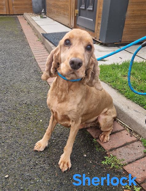 Alsager - Beautiful SHERLOCK is a 10 year old male GOLDEN COCKER SPANIEL who is looking for his