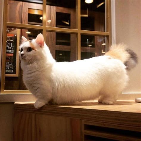 Funny Munchkin Cat