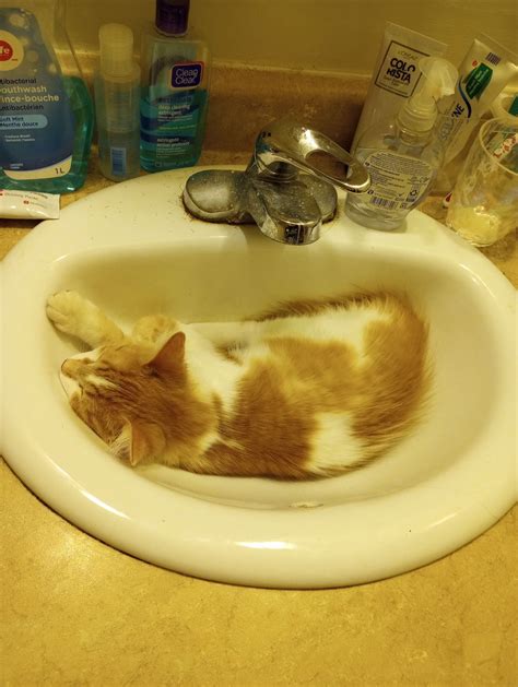 I think my bathroom sink is clogged. : r/catsareliquid