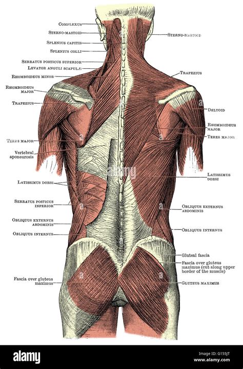Back Muscle Diagram Labeled / 1 : Anatomy of muscles on back of head.