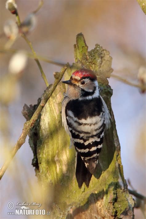 Dendrocopos minor Pictures, Lesser Spotted Woodpecker Images, Nature ...