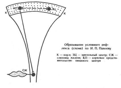 III. Механизмы и закономерности формирования и торможения условных ...