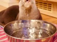 53 ideas de Neuvillette otters | nutrias, animales adorables, mascotas ...