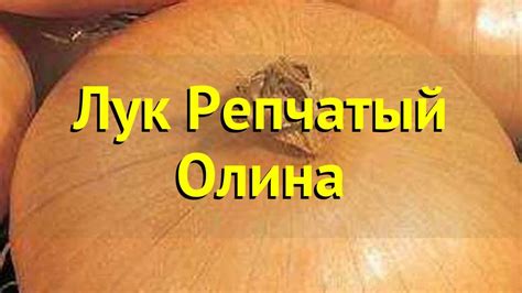 Лук репчатый Олина. Краткий обзор, описание характеристик, где купить ...