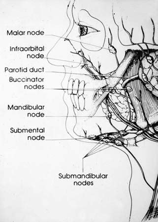 Facial Lymph Nodes: Mandibular Group | Radiology Key