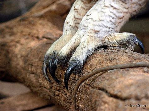 Owl talons, Animals, Owl