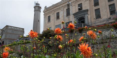 Alcatraz Gardens Gallery | Golden Gate National Parks Conservancy