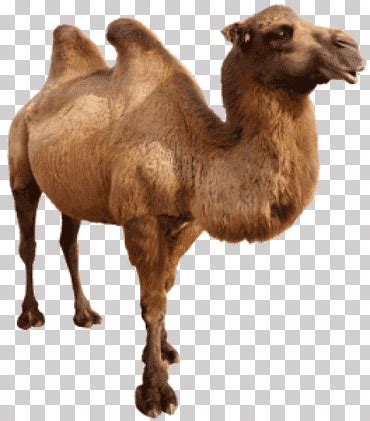 Cavan png images | Klipartz
