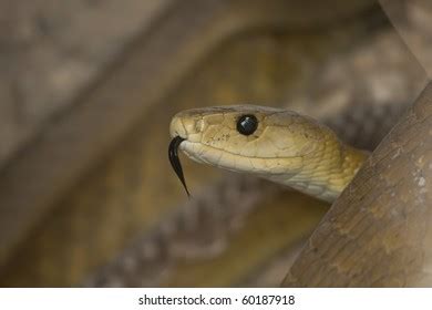 mamba stock photo  shutterstock